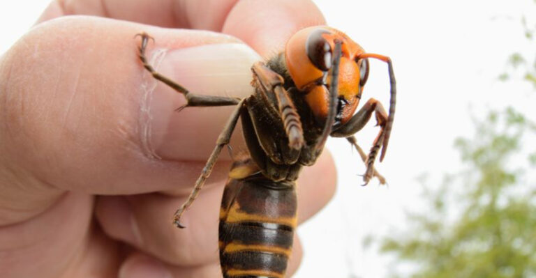 9 Dangerous Insects You Never Want To Encounter