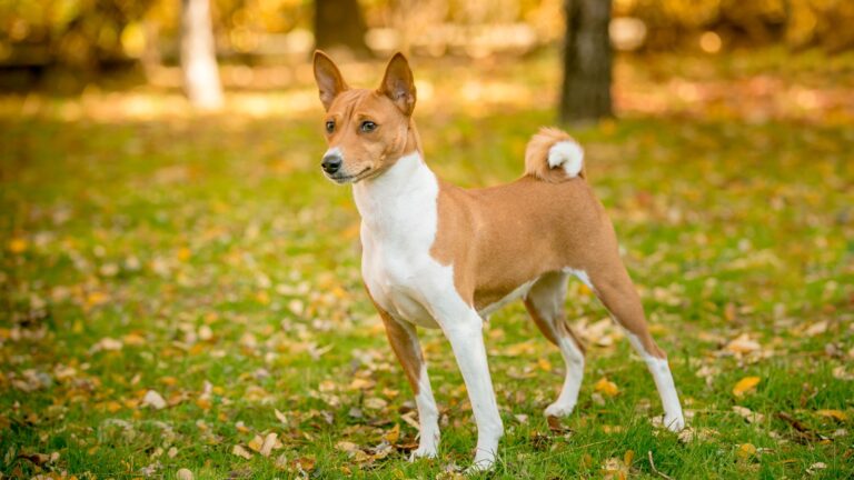 9 Dog Breeds Rocking Curly Tails