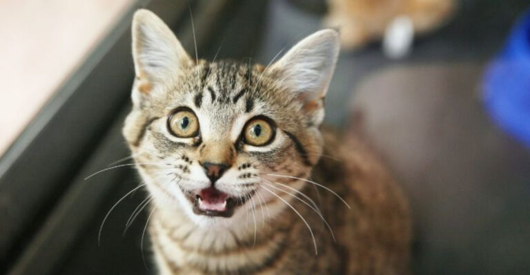 9 Effective Ways To Stop Your Cat From Begging For Food