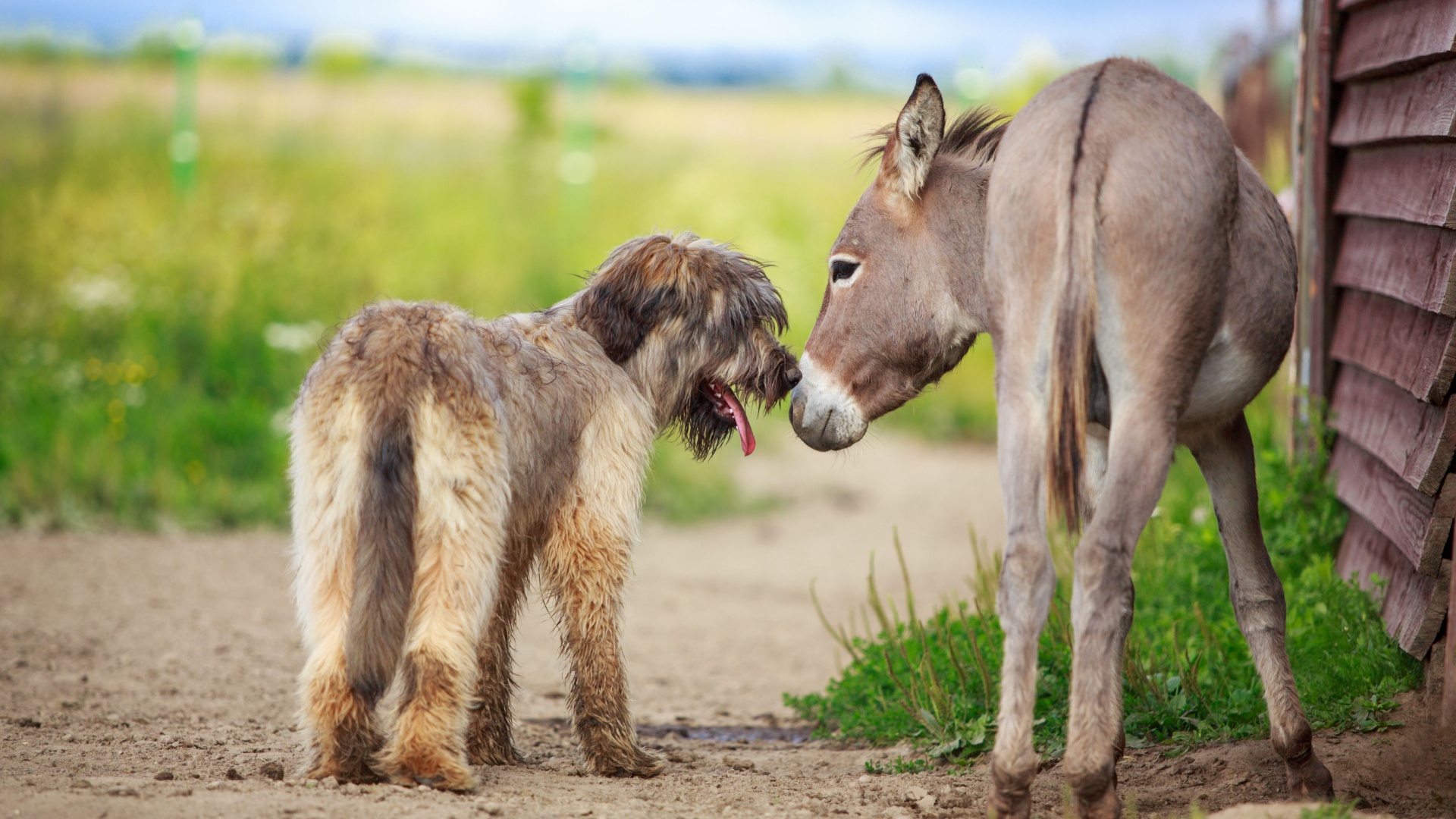 9 Fascinating Animal Friendships You Have To See