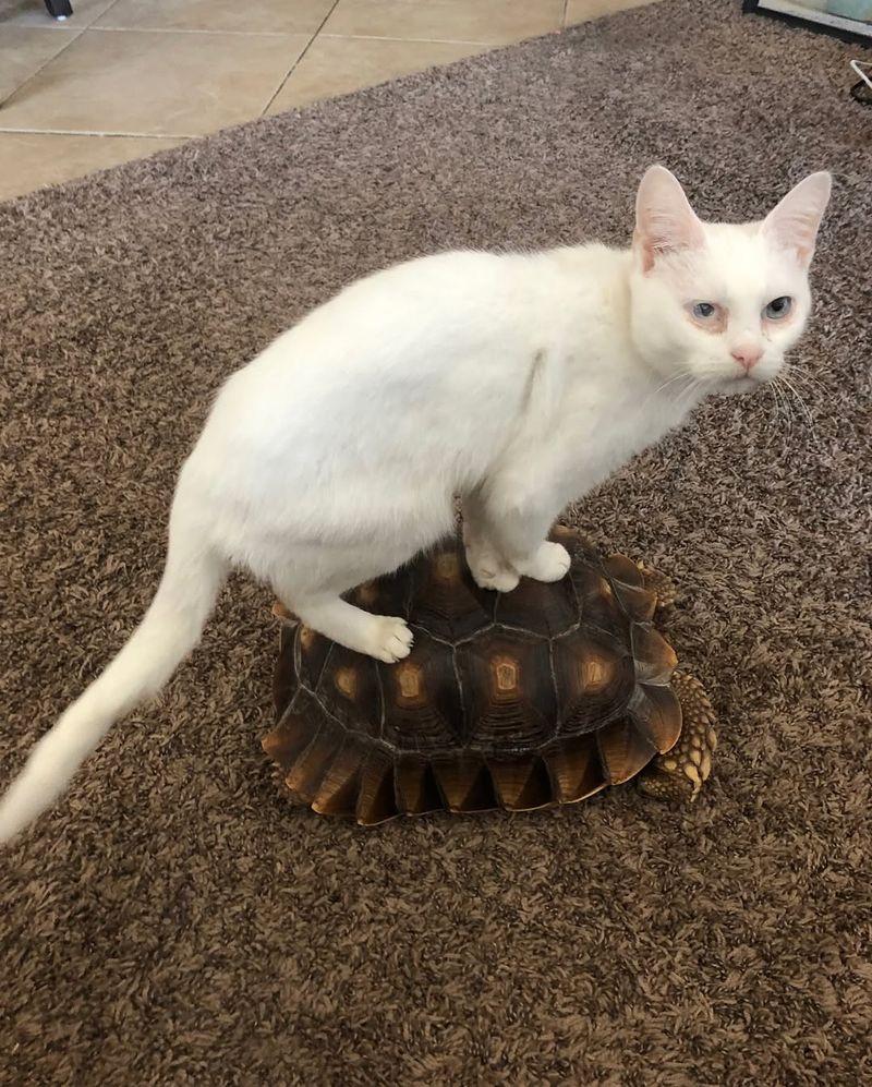 Turtle And Cat