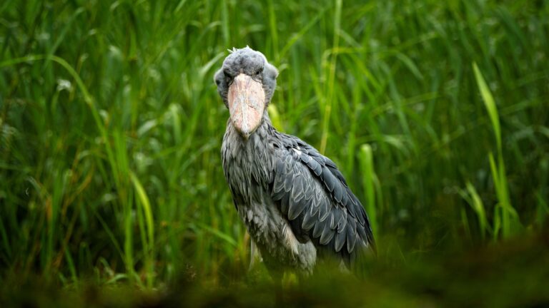 9 Fascinating Birds That Share Traits With Dinosaurs