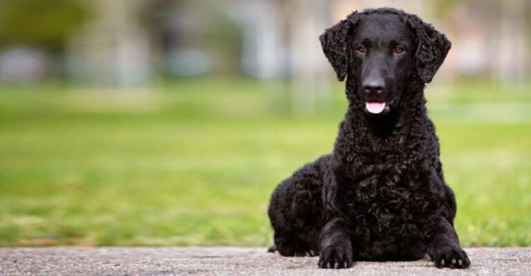 9 Fun Facts About The Curly-Coated Retriever – The Oldest Retriever Breed