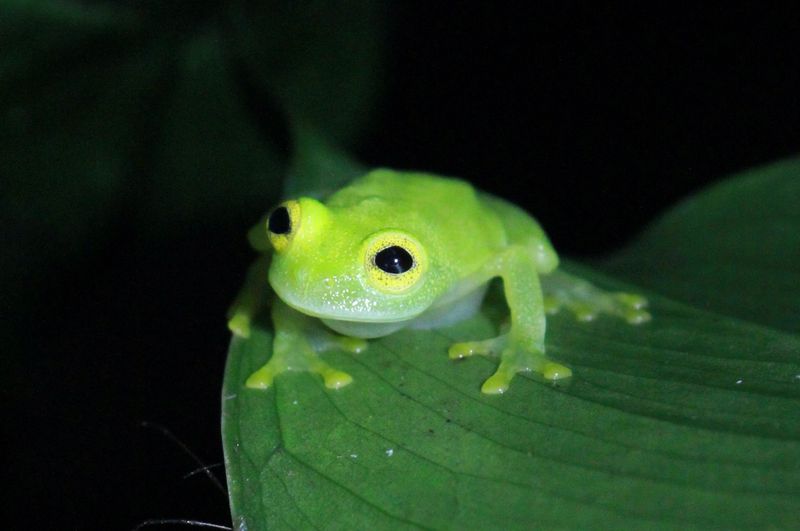 Glass Frog