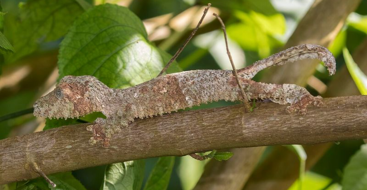 9 Hidden Animals You Won’t Believe Live In The Rainforest