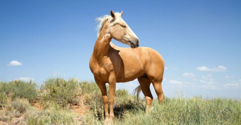 9 Horse Breeds That Live The Longest
