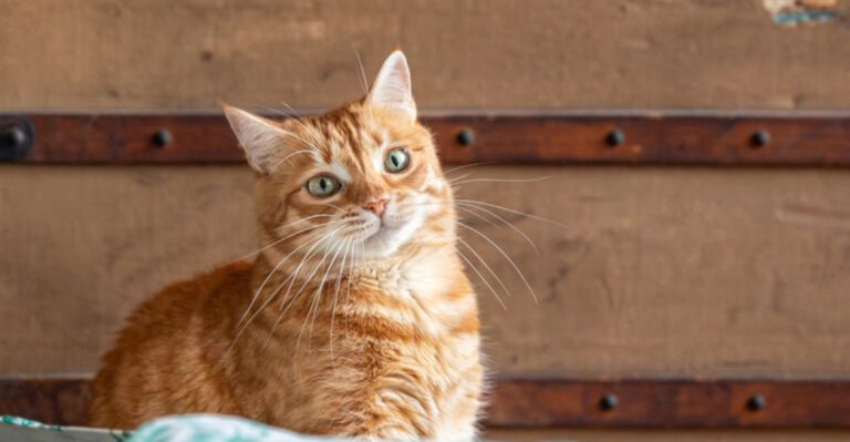 9 Incredible Animals That Could Rule A Post-Apocalyptic World