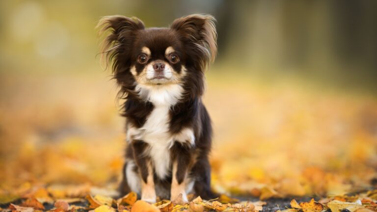 9 Incredible Chihuahua Coat Variations