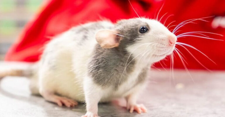 9 Pets That Stay Calm In Chaos (And 10 That Get Easily Stressed)