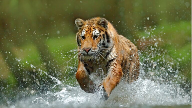 9 Real-Life Predators You Should Fear