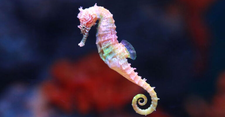 9 Remarkable Facts About The Seahorse And Its Unique Reproductive System