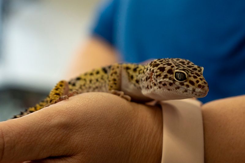 Leopard Gecko