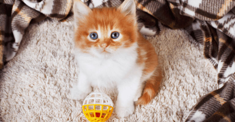 9 Signs Of Love And Affection In Cats That Often Go Unnoticed