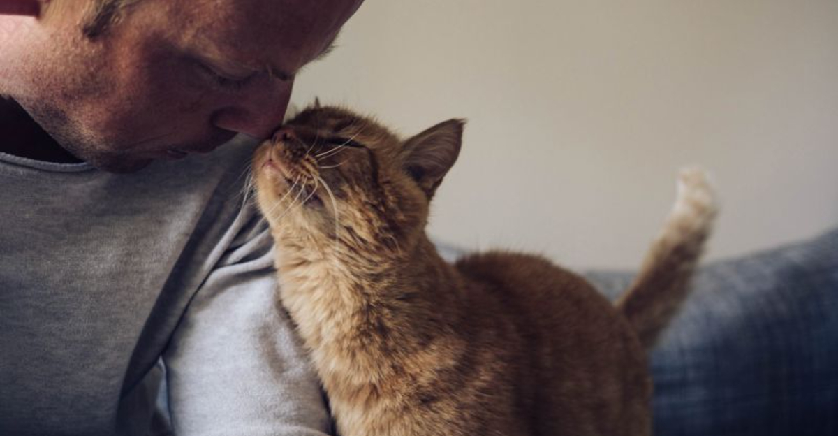 9 Signs That Your Cat Might Be At Risk Of Dementia