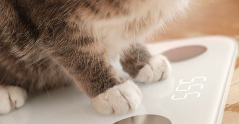10 Signs Your Pet Might Be Overweight And How To Help