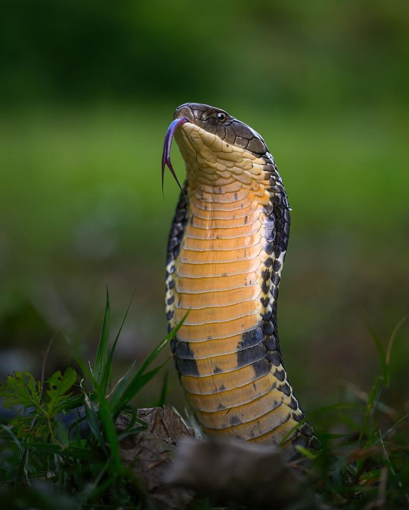 King Cobra