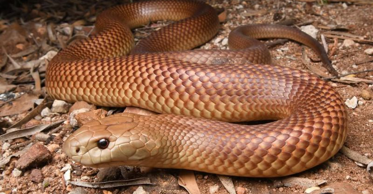 9 Snakes That Eat Other Snakes