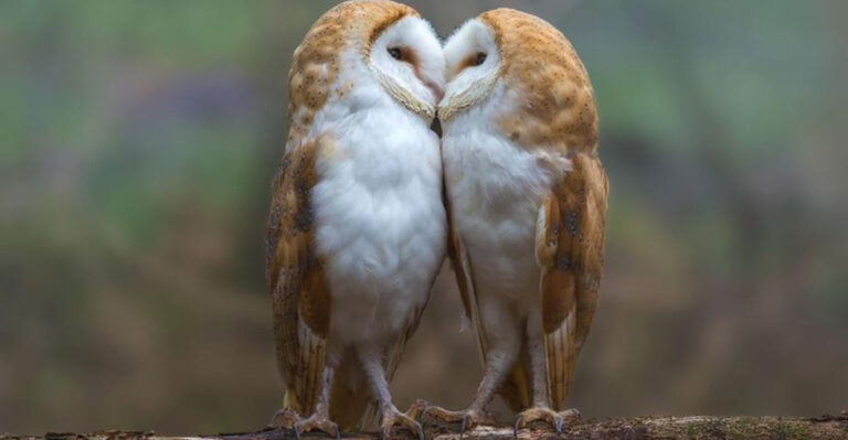 9 Stunning Owl Photos That Show Why They’re Nature’s Coolest Birds