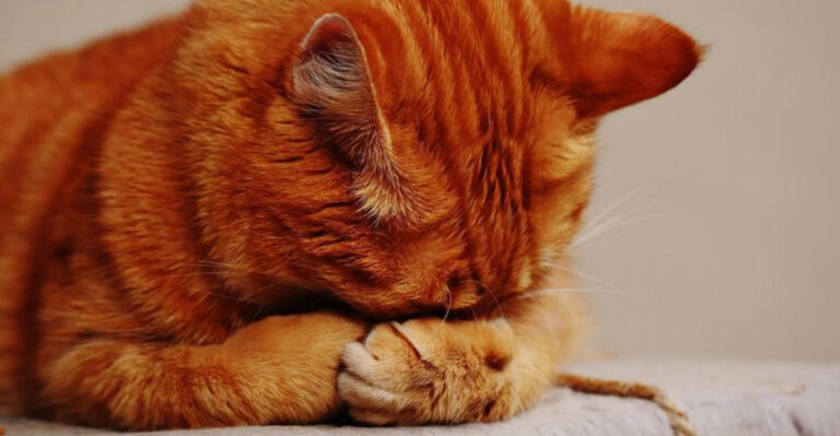9 Surprising Reasons Why Cats Hide Their Face While Sleeping