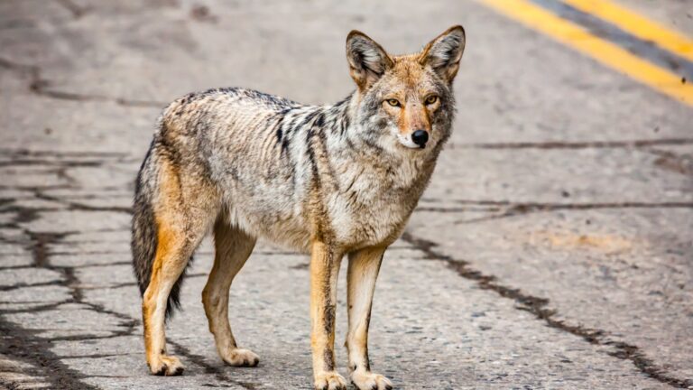 9 Surprisingly Dangerous Animals Hiding In Your City