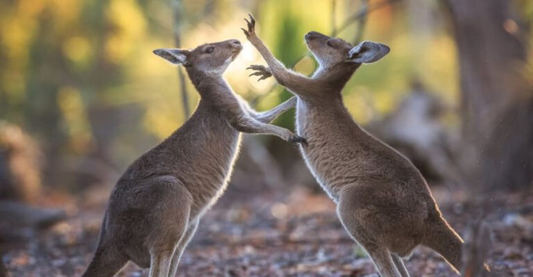 9 Sweet-Looking Animals You’d Never Guess Could Attack
