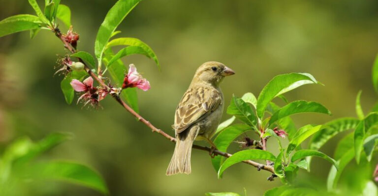 9 Things Humans Do That Birds Find Annoying