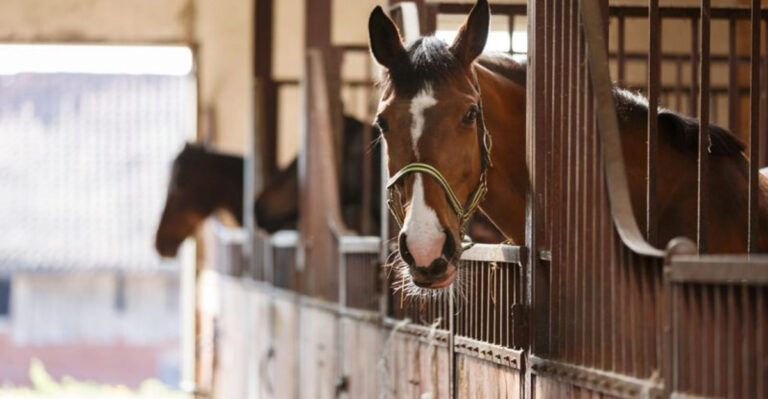 9 Things Humans Do That Horses Find Annoying