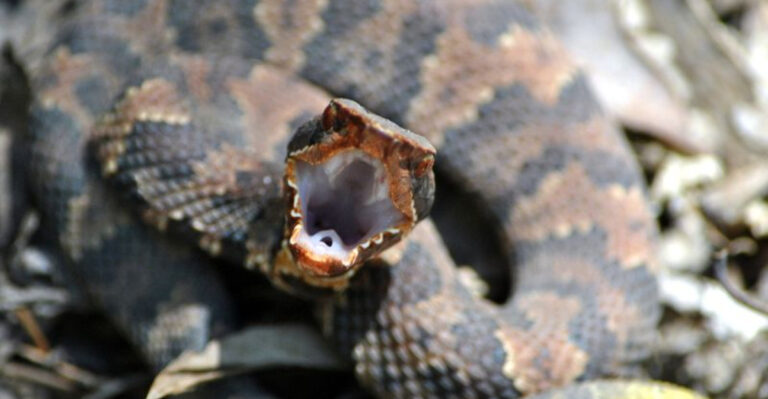 9 U.S. States With The Most Venomous Snakes