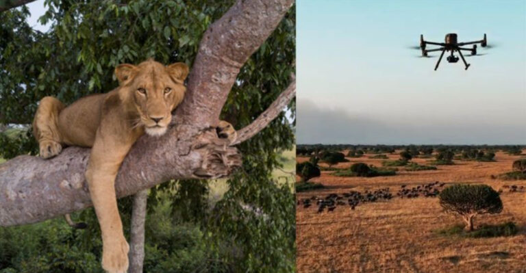 How Big Cats Are Monitored In The Wild Using Modern Technology