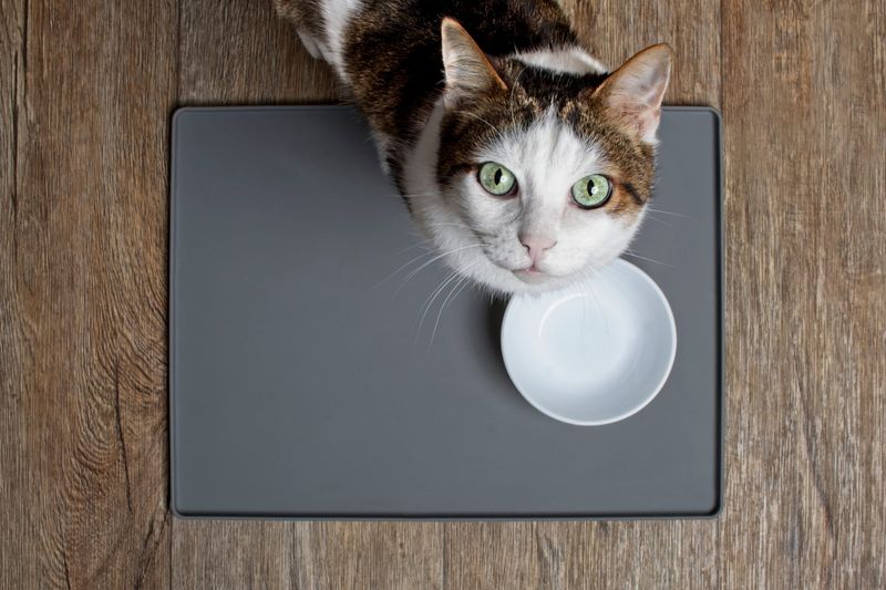 A Cheeky Reason: FOOD!