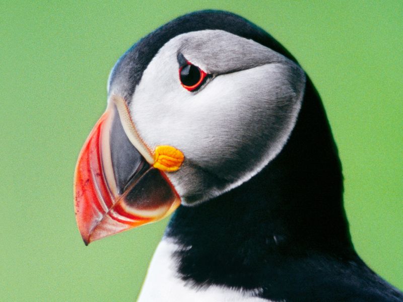 A Colorful Beak