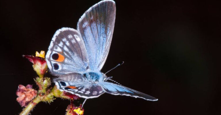 A Fragile Flutter: Why We Lose Over 1% Of Butterflies Annually