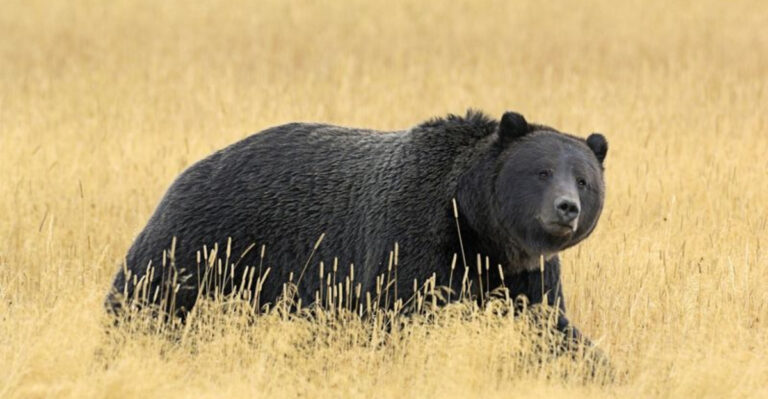 A Massive Grizzly Was Spotted In Yellowstone – Is It The Largest Ever Recorded?