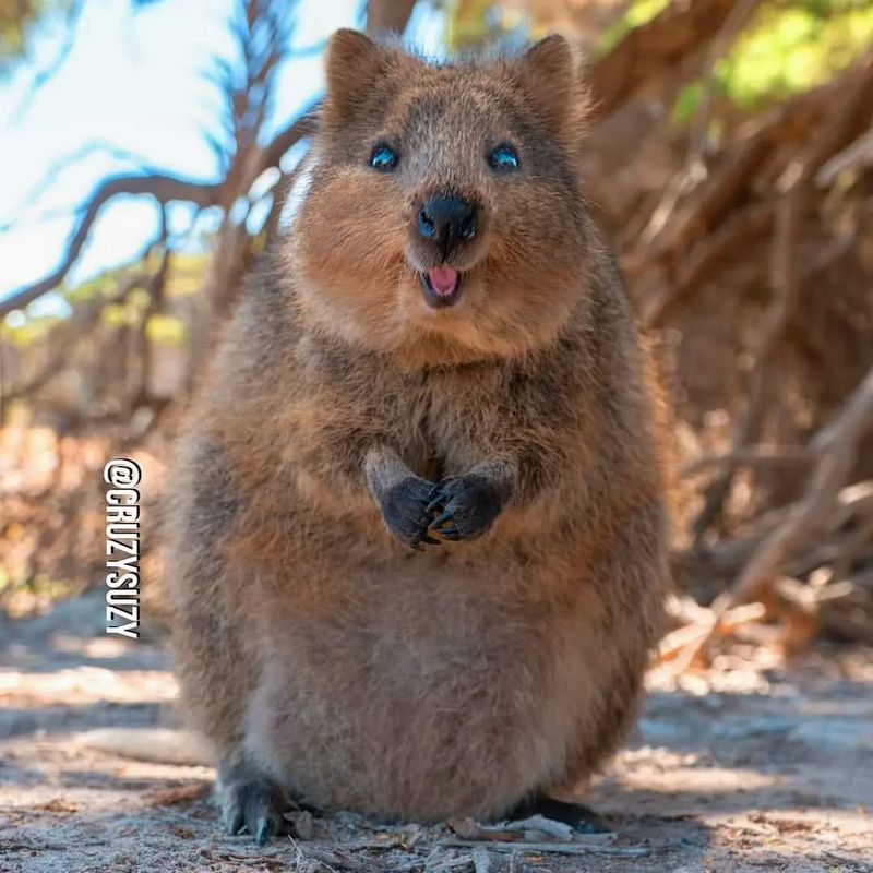 The Happy Quokka