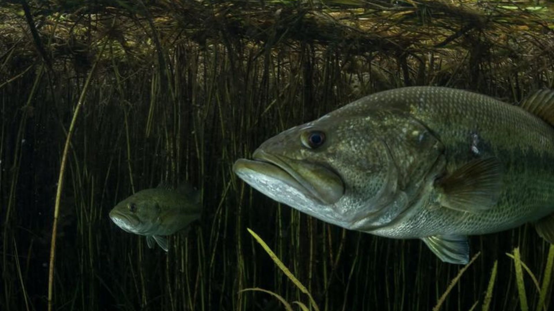 A Record-Breaking Bass Has Been Caught In A Texas Lake