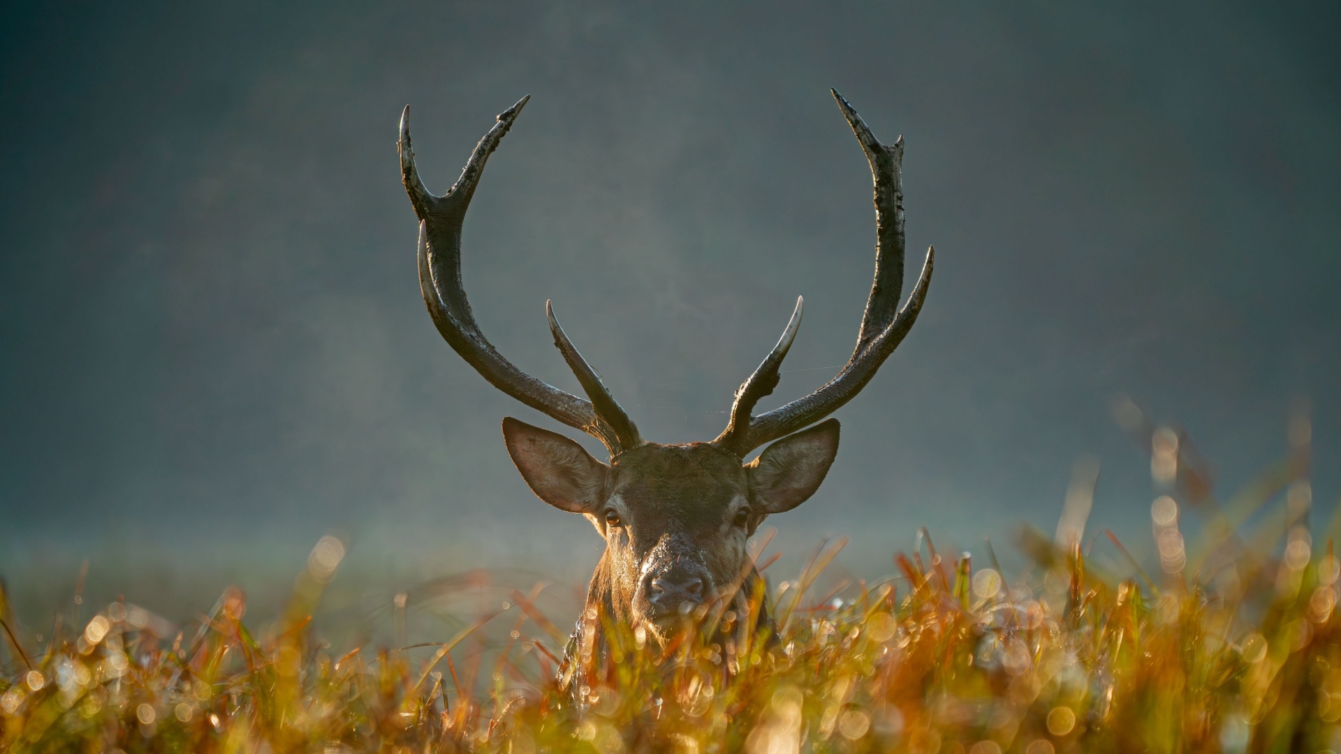 A Record-Breaking Buck Has Been Taken In Illinois