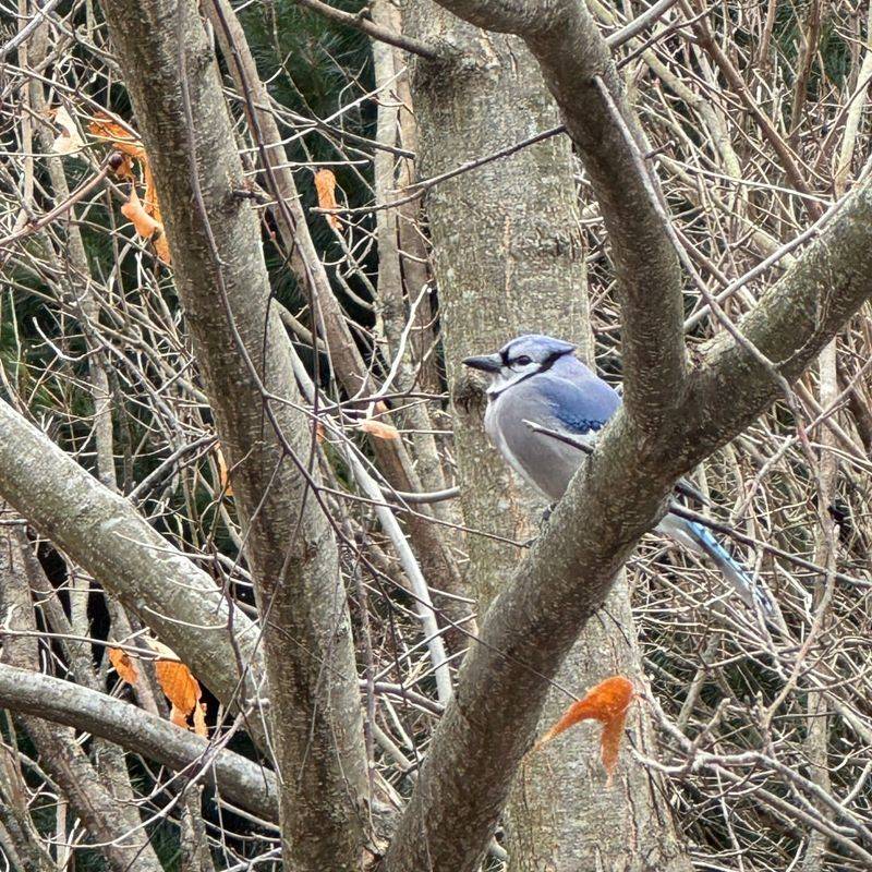 Blue Jay Nesting Preferences