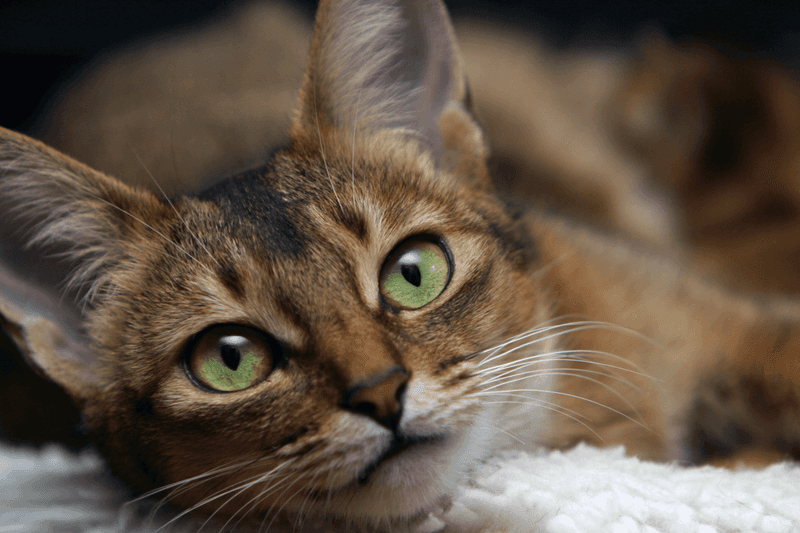 Abyssinian