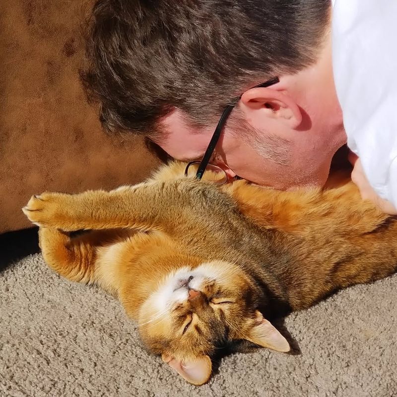 Abyssinian