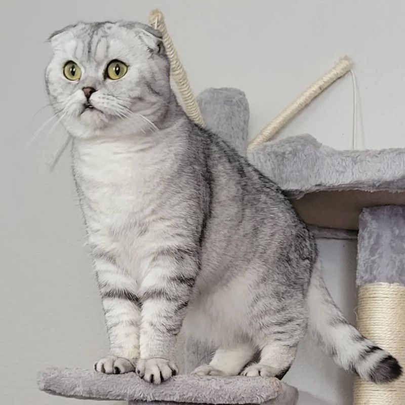 Scottish Fold