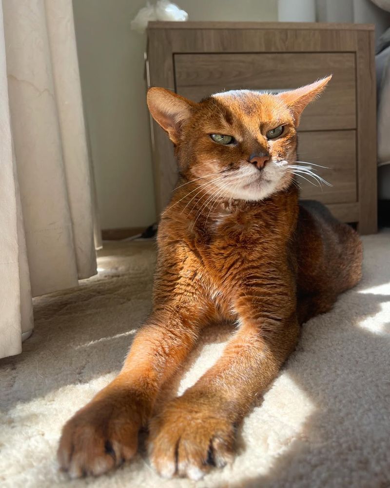 Abyssinian Offers A Glimpse Into Ancient History