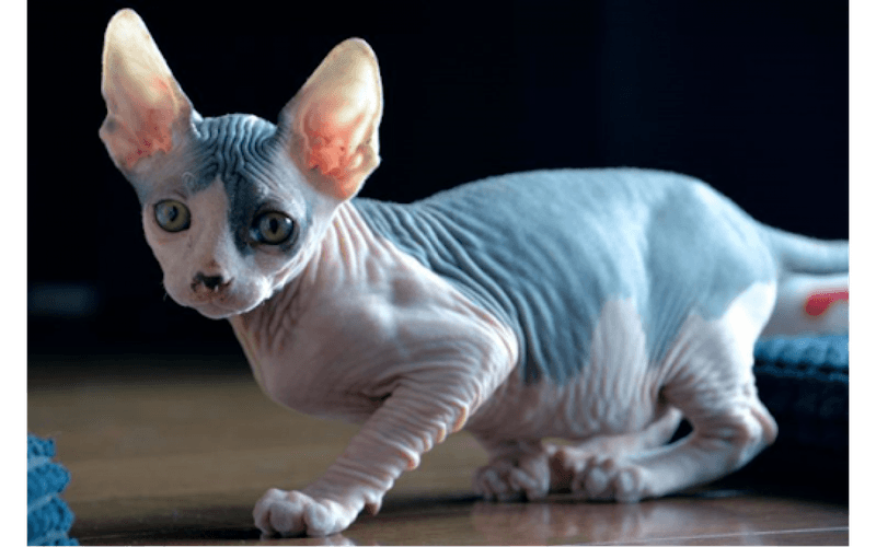 Sphynx