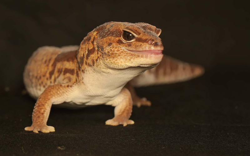 African Fat-Tailed Gecko