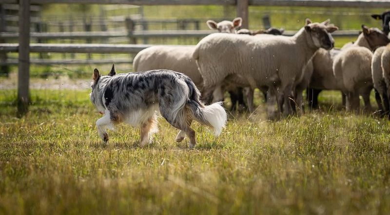 Herding Instincts