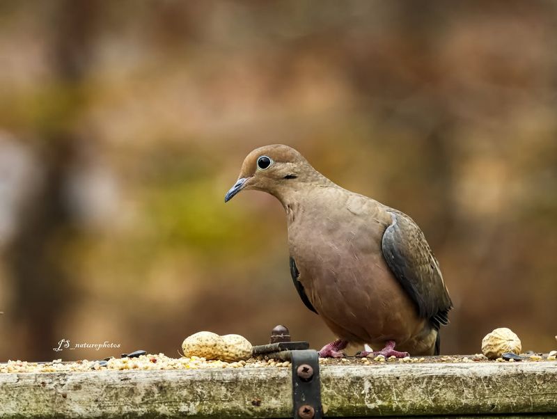 Adaptations For Survival