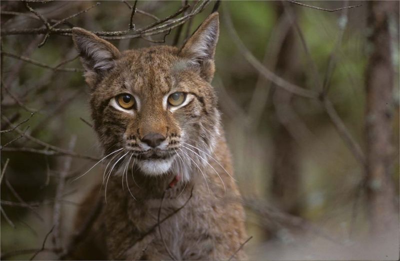 Predator Dynamics: Lynx In The Food Chain