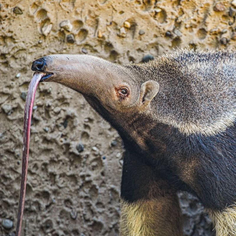 Long, Sticky Tongue