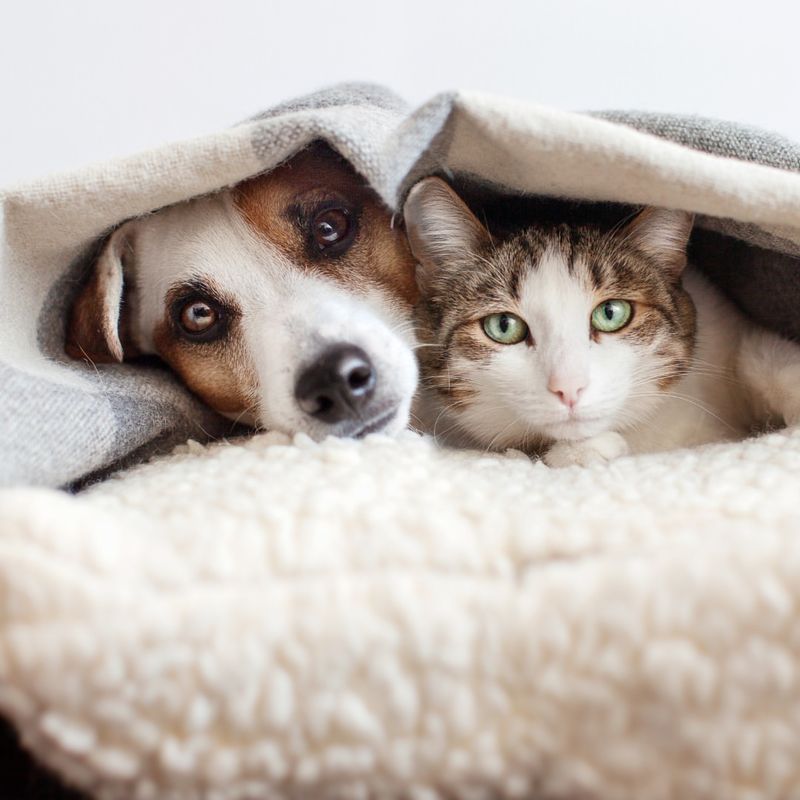 Adopt A New Pet