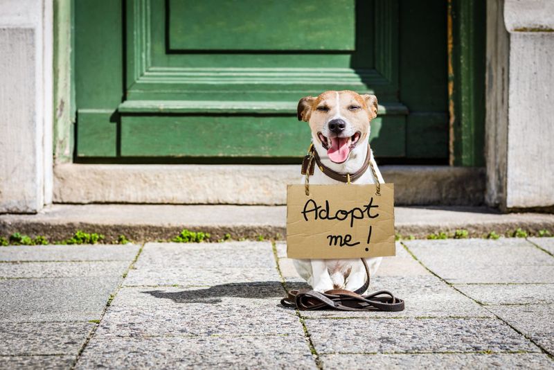 Adopt A Pet In Need