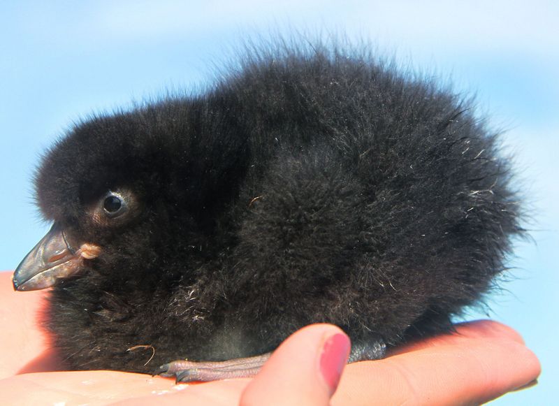 Adorable Chicks